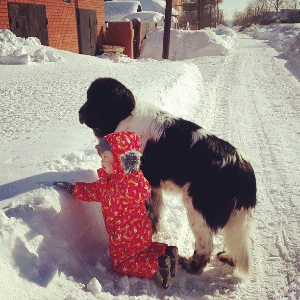 Фото: ньюфаундленд Super Bizon Ekaterinburg (Супер Бизон Екатеринбург)
