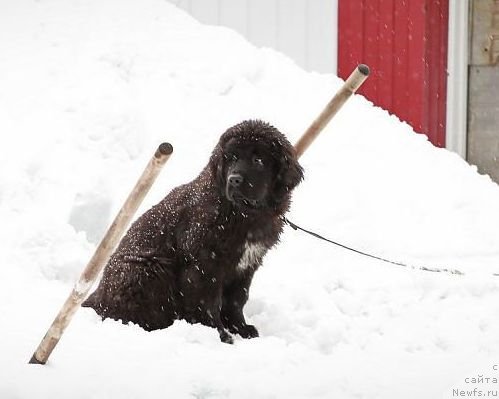 Фото: ньюфаундленд Akvian Song Niagara (Аквиан Сонг Ниагара)