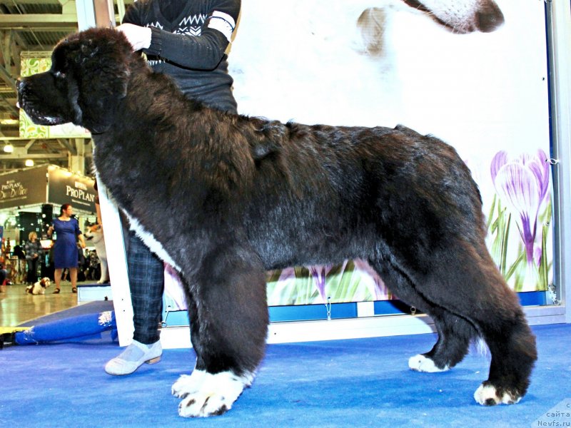 Фото: ньюфаундленд Piternyuf Omnia Vincet Amor (Питерньюф Омниа Винсет Амор)