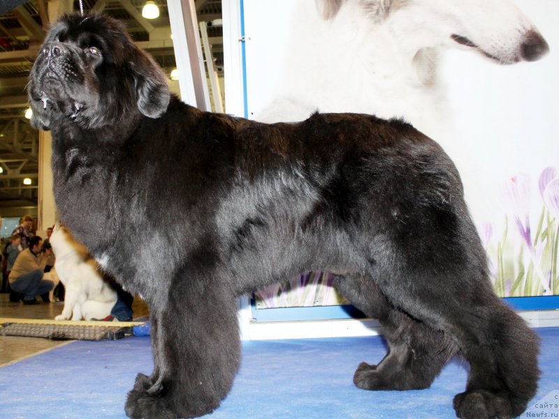 Фото: ньюфаундленд Piternyuf Monte Kristo (Питерньюф Монте Кристо)