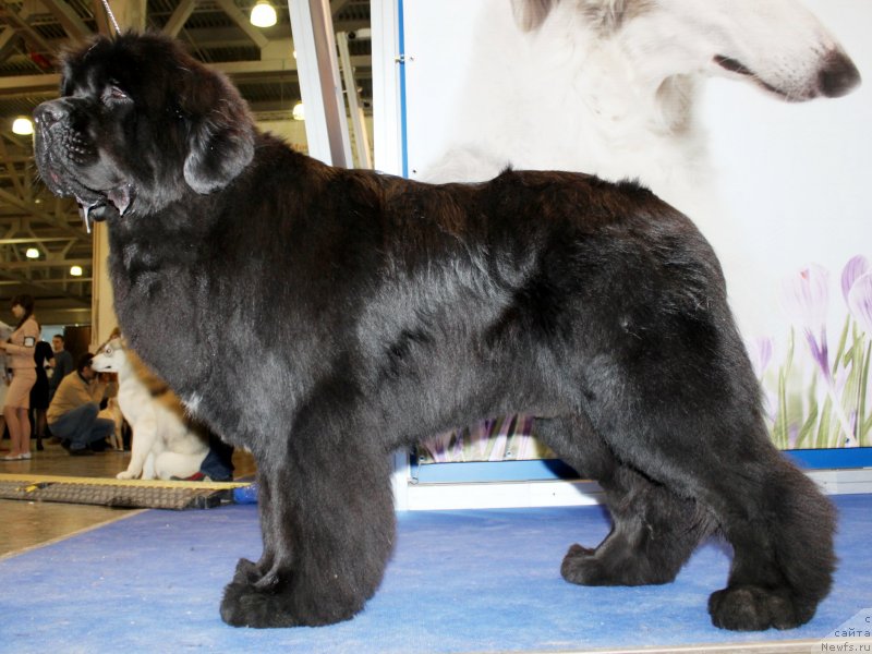 Фото: ньюфаундленд Piternyuf Monte Kristo (Питерньюф Монте Кристо)