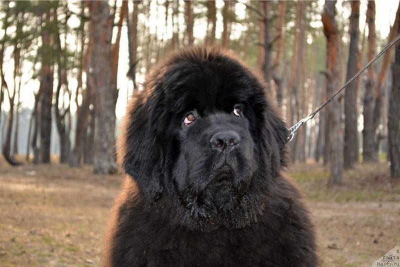 Фотография № 149898