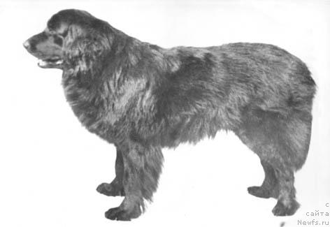 Фото: ньюфаундленд Byetti (Бэтти)