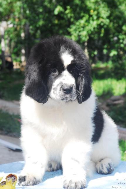 Фото: ньюфаундленд Sent Djons Parad Planet (Сент Джонс Парад Планет)