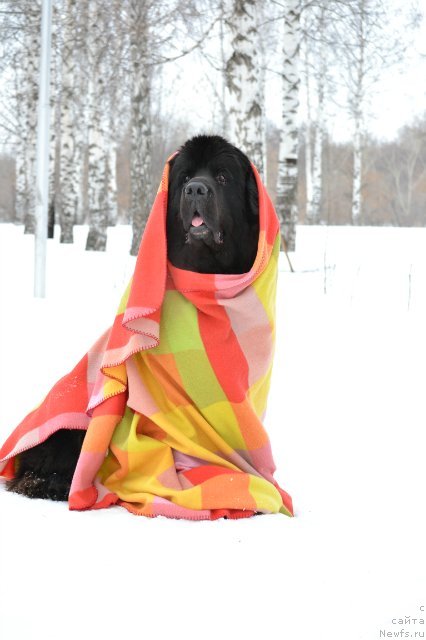 Фотография № 149918