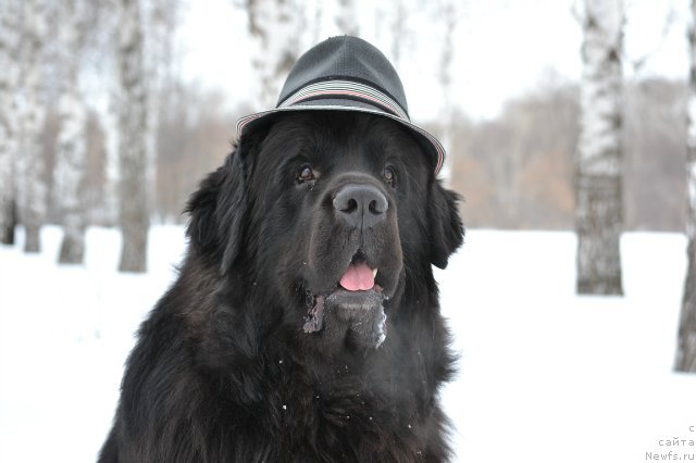 Фото: ньюфаундленд Kiper Soul Layon Hyeert (Кипер Соул Лайон Хэерт)