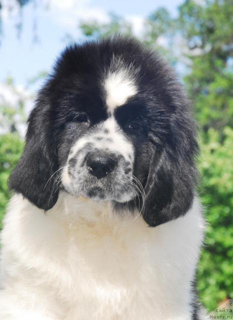 Фото: ньюфаундленд Sent Djons Parad Planet (Сент Джонс Парад Планет)