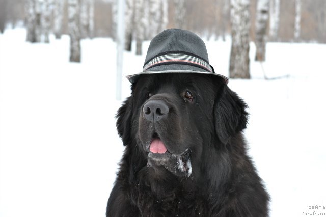 Фото: ньюфаундленд Kiper Soul Layon Hyeert (Кипер Соул Лайон Хэерт)