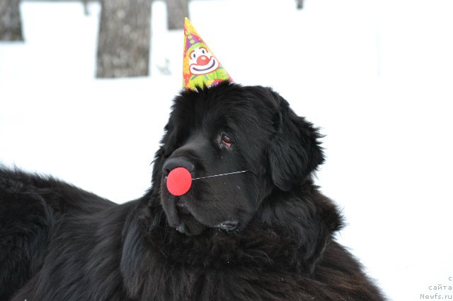 Фото: ньюфаундленд Kiper Soul Layon Hyeert (Кипер Соул Лайон Хэерт)