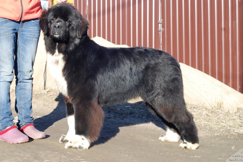 Фотография № 149925