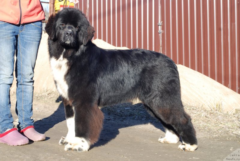 Фотография № 149926