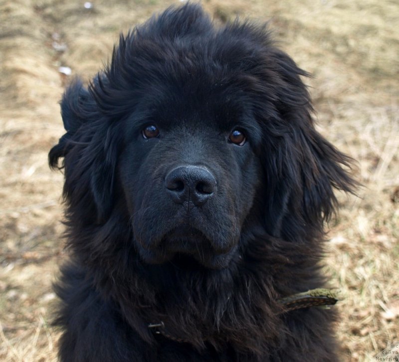 Фото: ньюфаундленд Zabava Putyatishna (Забава Путятишна)