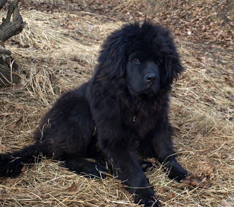 Фото: ньюфаундленд Zabava Putyatishna (Забава Путятишна)