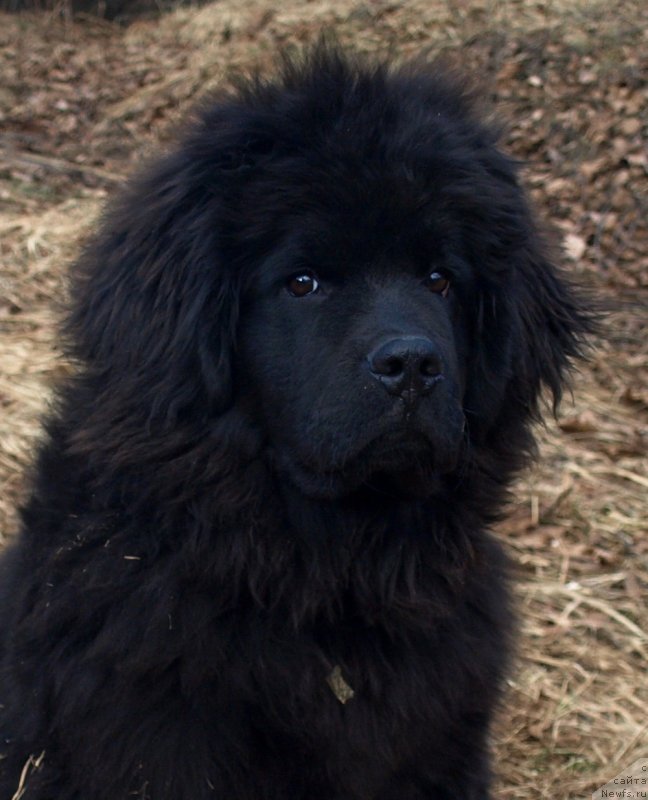 Фото: ньюфаундленд Zabava Putyatishna (Забава Путятишна)