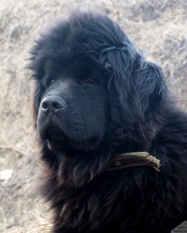 Фото: ньюфаундленд Zabava Putyatishna (Забава Путятишна)