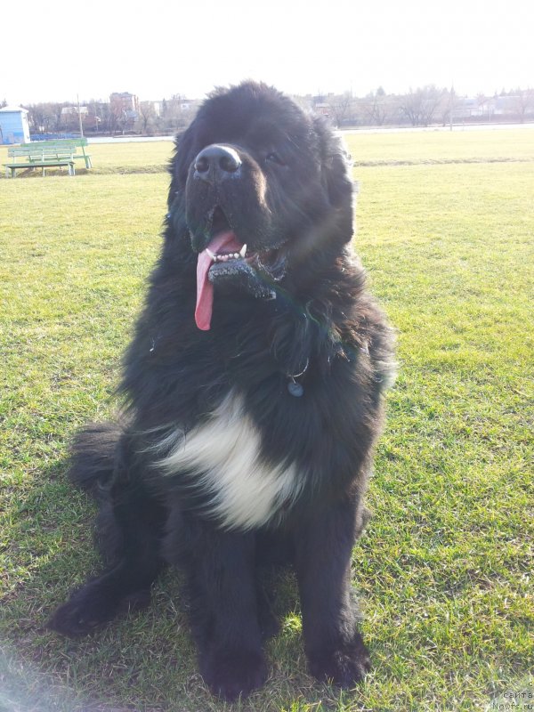 Фото: ньюфаундленд Dark Pride Van Gogh (Дак Прайд Ван Гог)