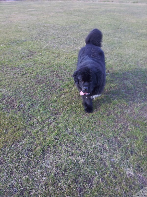 Фото: ньюфаундленд Dark Pride Van Gogh (Дак Прайд Ван Гог)