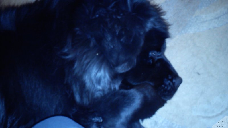 Фото: Natal'ya Medved' (Наталья Медведь), ньюфаундленд Belkonder-Klab Kassiy Dion (Белкондер-Клаб Кассий Дион)