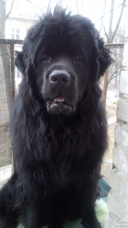 Фото: Natal'ya Medved' (Наталья Медведь), ньюфаундленд Belkonder-Klab Kassiy Dion (Белкондер-Клаб Кассий Дион)