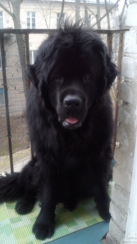 Фото: ньюфаундленд Belkonder-Klab Kassiy Dion (Белкондер-Клаб Кассий Дион)