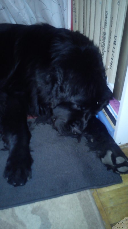 Фото: ньюфаундленд Belkonder-Klab Kassiy Dion (Белкондер-Клаб Кассий Дион)