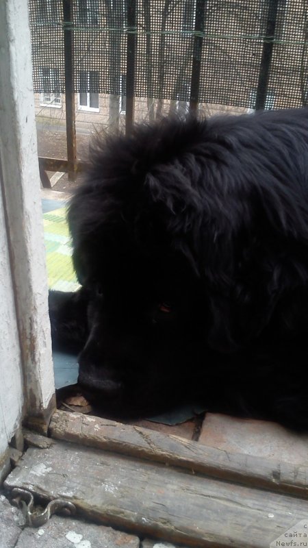 Фото: ньюфаундленд Belkonder-Klab Kassiy Dion (Белкондер-Клаб Кассий Дион)