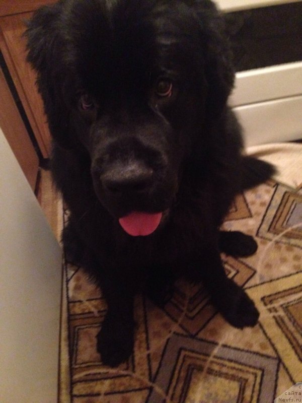 Фото: ньюфаундленд Belkonder-Klab Kassiy Dion (Белкондер-Клаб Кассий Дион)