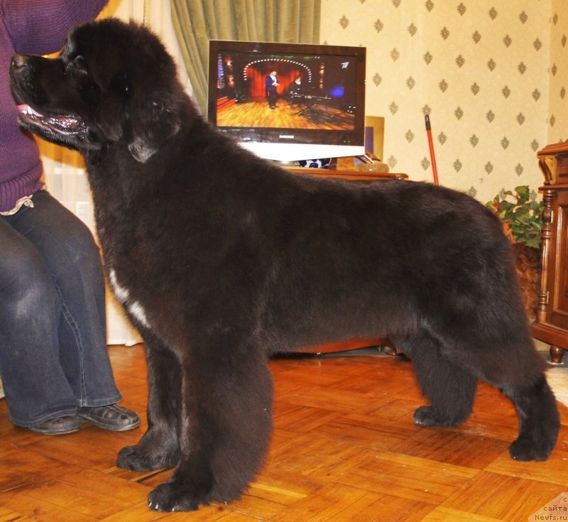 Фото: ньюфаундленд Smigar Love Story (Смигар Лав Стори)