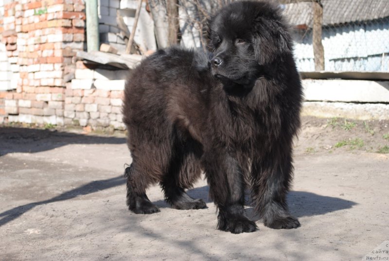 Фото: ньюфаундленд Justin Blyek (Жустин Блэк)