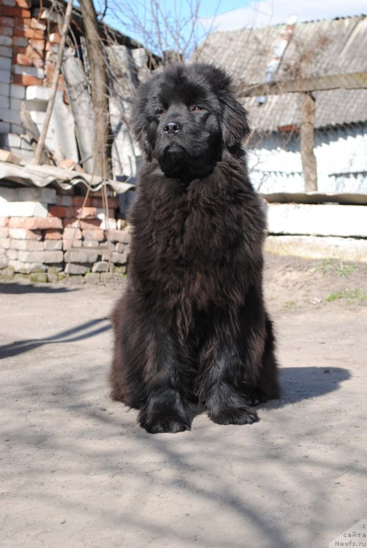 Фото: ньюфаундленд Justin Blyek (Жустин Блэк)