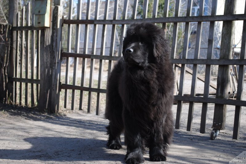 Фото: ньюфаундленд Justin Blyek (Жустин Блэк)