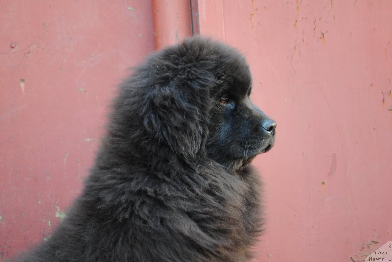 Фото: ньюфаундленд Jguchiy Bryunet (Жгучий Брюнет)