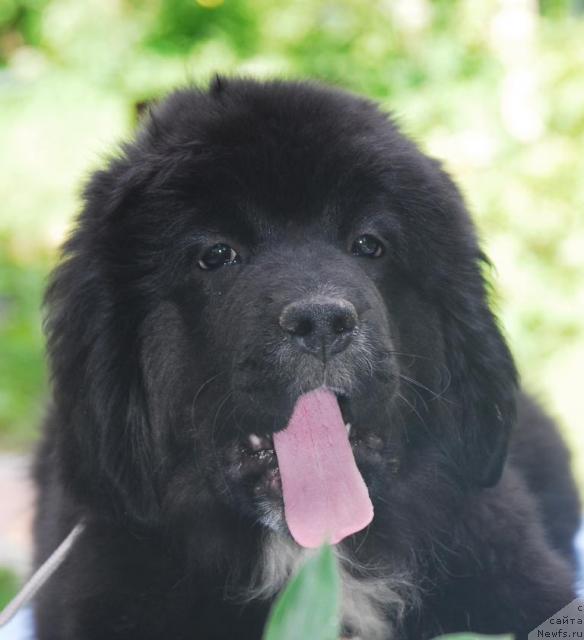 Фото: ньюфаундленд Sent Djons Penelopa Krus (Сент Джонс Пенелопа Крус)