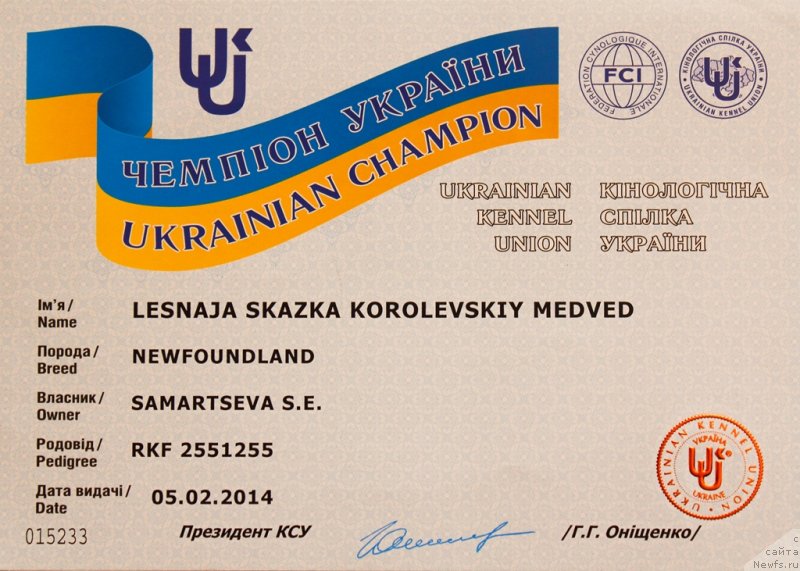 Фото: ньюфаундленд Lesnaja Skazka Korolevskiy Medved (Лесная Сказка Королевский Медведь)