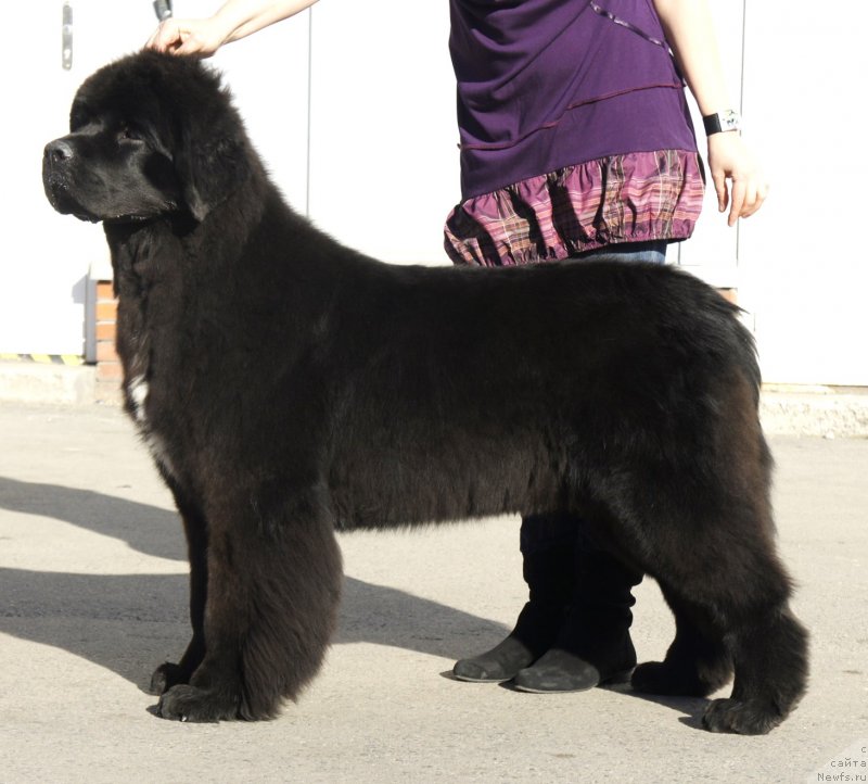 Фото: ньюфаундленд Smigar Love Story (Смигар Лав Стори)