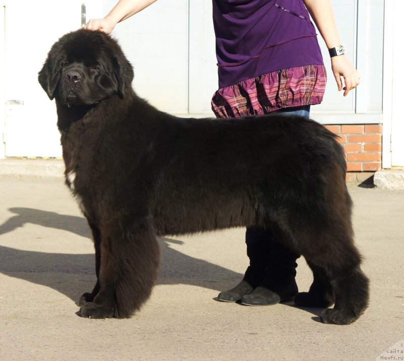 Фото: ньюфаундленд Smigar Love Story (Смигар Лав Стори)