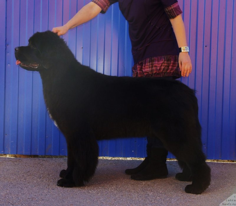 Фото: ньюфаундленд Smigar Love Story (Смигар Лав Стори)