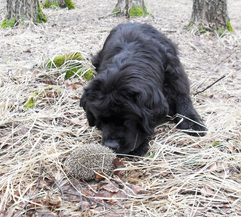 Фото: ньюфаундленд Beguschaya po Volnam Carica Savskaya (Бегущая по Волнам Царица Савская)