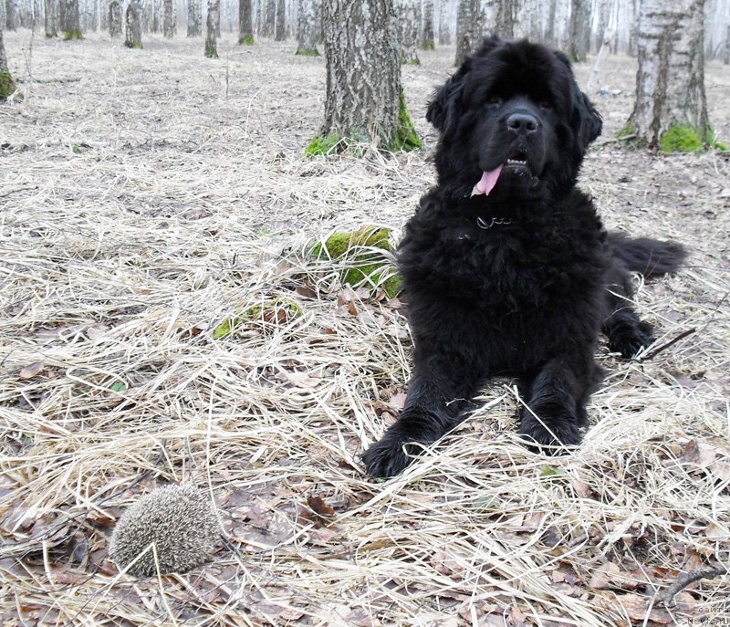 Фото: ньюфаундленд Beguschaya po Volnam Carica Savskaya (Бегущая по Волнам Царица Савская)