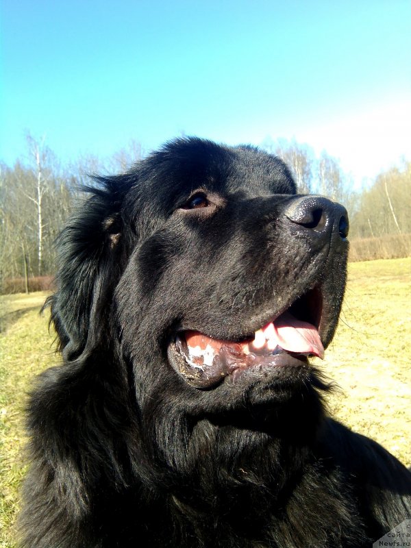 Фото: ньюфаундленд Chernyj Chank s Berega Dona (Черный Чанк с Берега Дона)