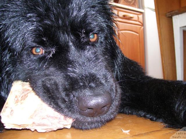 Фото: ньюфаундленд Tayran Alihan (Тайран Алихан)