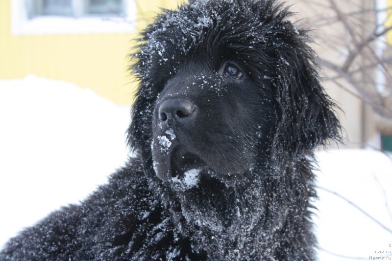 Фото: ньюфаундленд Anabelle Kvin of zye Mountayns (Анабелле Квин оф зэ Моунтайнс)