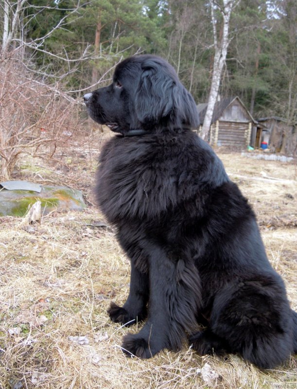 Фото: ньюфаундленд Potryasayuschaya Klimentina (Потрясающая Климентина)