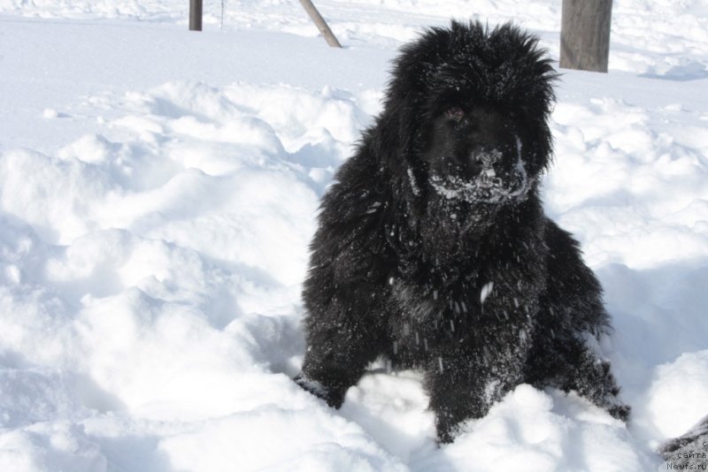 Фото: ньюфаундленд Anabelle Kvin of zye Mountayns (Анабелле Квин оф зэ Моунтайнс)
