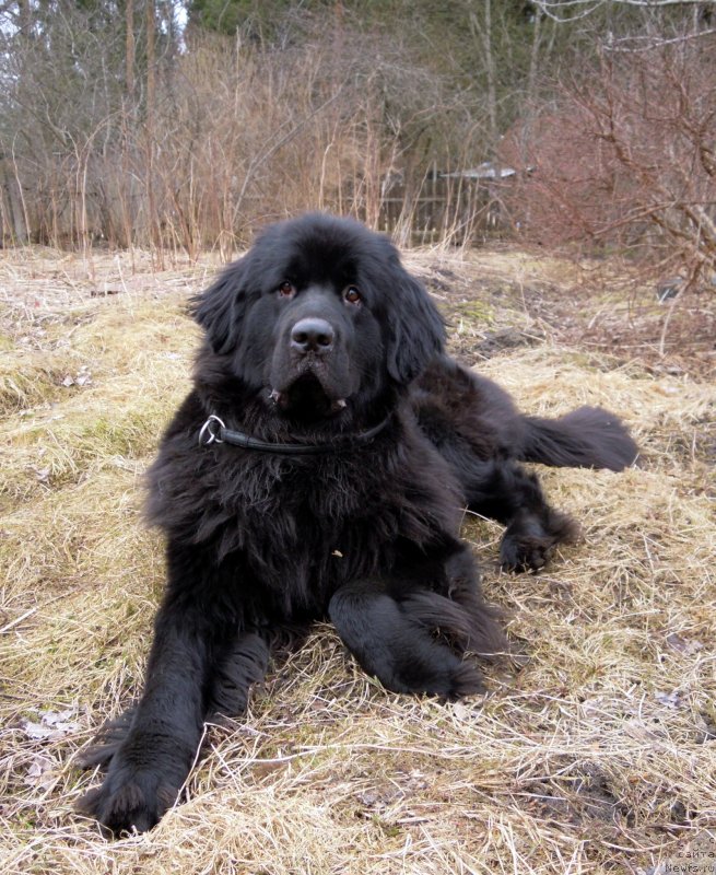 Фотография № 150017