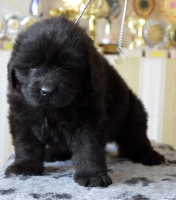 Фотография № 150025