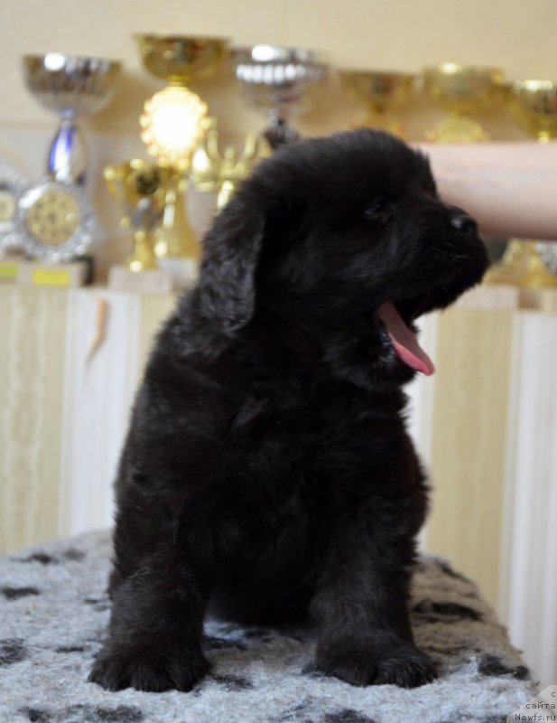 Фотография № 150026