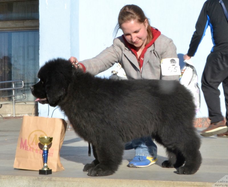 Фото: She is Father's Favourite Midnight Bear aka Kitty