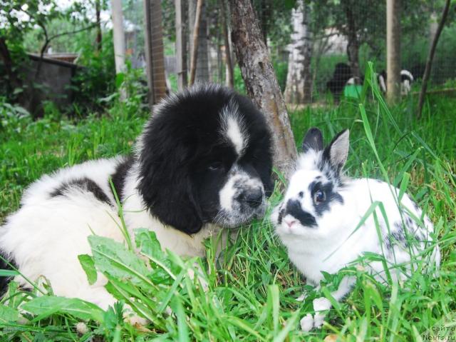 Фотография № 15004