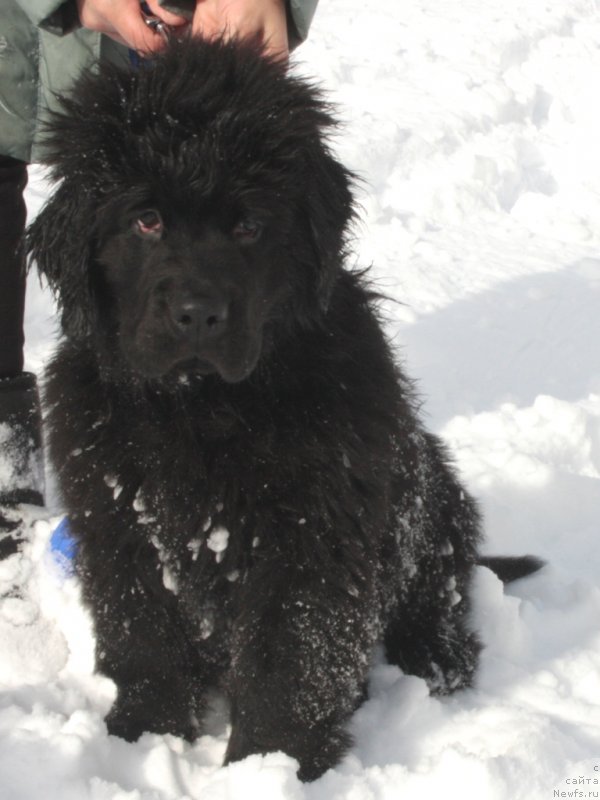 Фото: ньюфаундленд Ariel' Princess of ze Sii (Ариель Принцесс оф зе Сии)